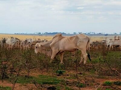 Imagem da notícia Fiscais encontram 737 bois com fome, desnutridos e aplicam multa de R$ 368 mil em fazenda de Paraíso das Águas